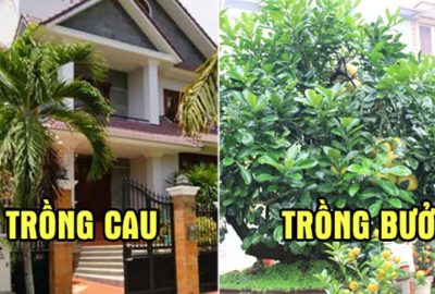 Trước nhà có 1 trong 6 loại cây này, gia đình sẽ tránh được hầu hết vận xui, tài lộc tăng lên trông thấy