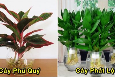 5 loại  cây thủy sinh dễ trồng dễ sống, đặt ở trong nhà ngày Tết giúp hút Tài đón Lộc về