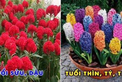 Chọn hoa trưng ngày Tết hợp tuổi để gặp may mắn, gia tăng Tài Lộc trong năm mới